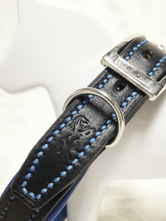 Ensemble "Azur" - collier pour chien et laisse